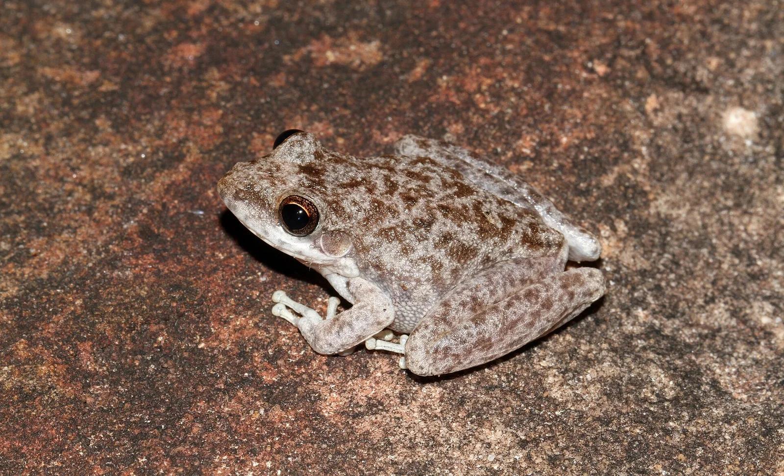 Copland's Rock Frog