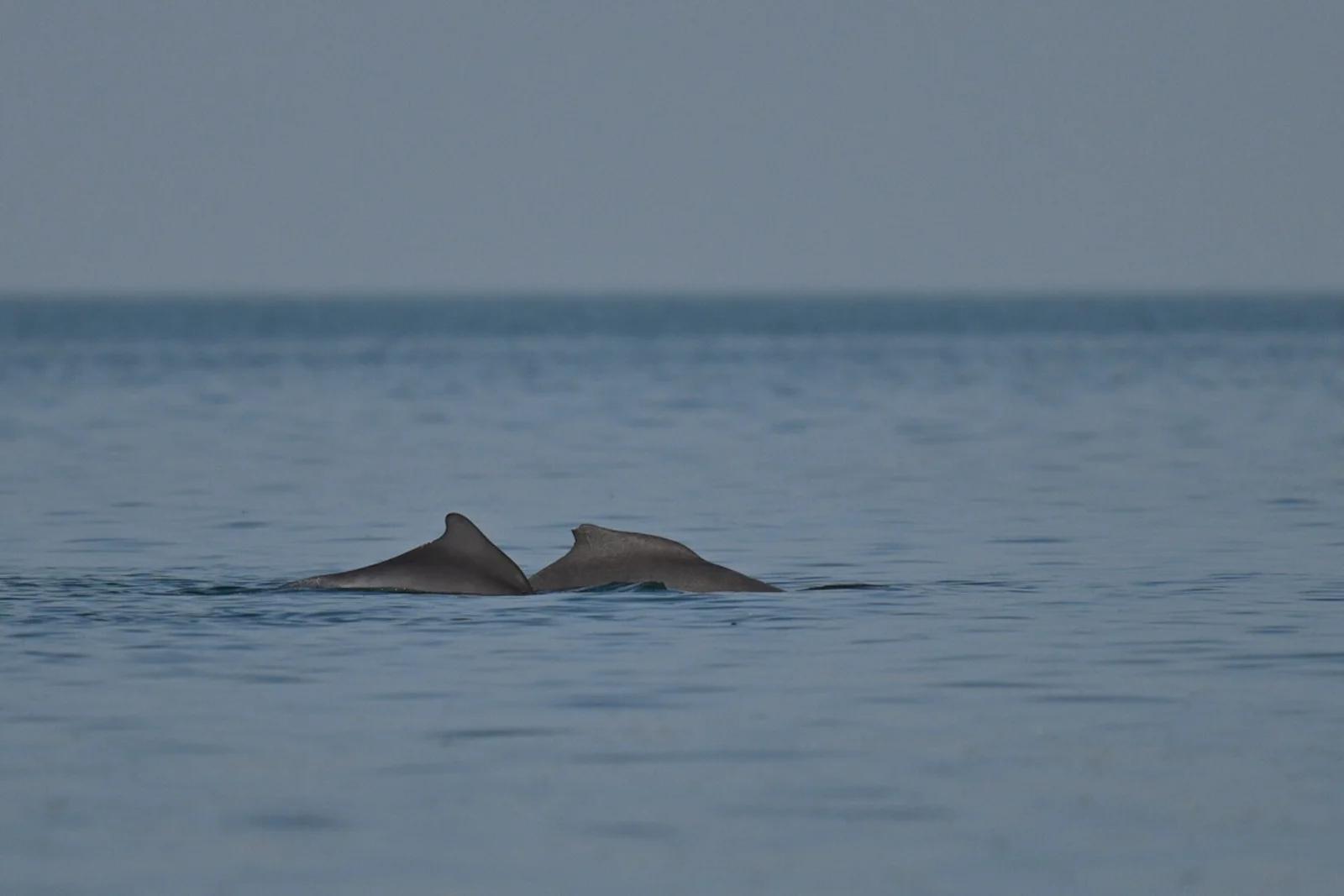Atlantic Humpback Dolphin