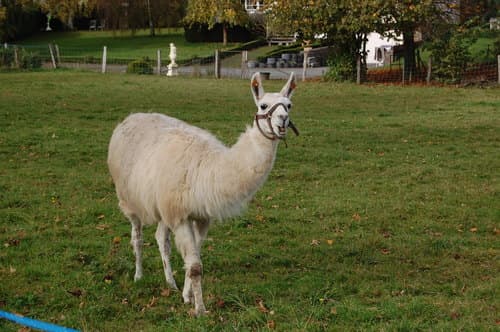Llama