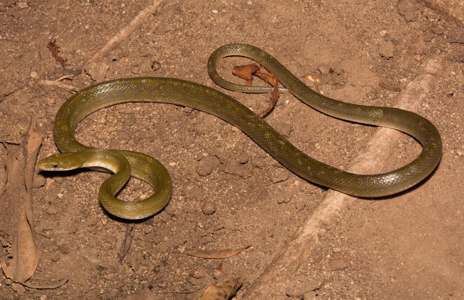 Green Rat Snake