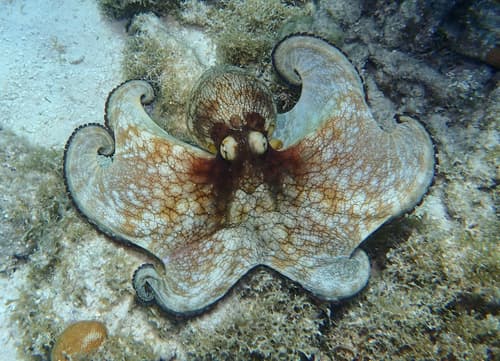 Octopus