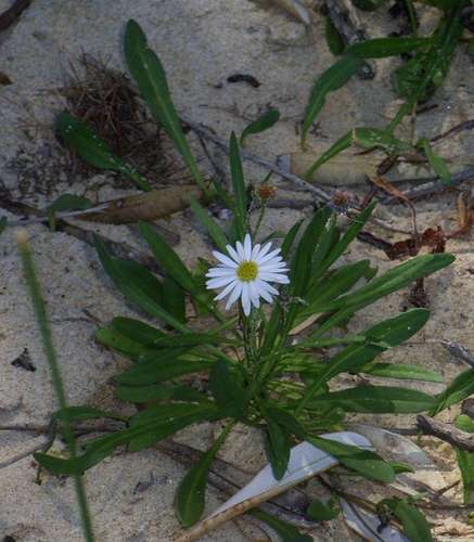 grass daisy