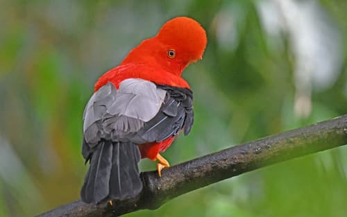 Andean Cock-of-the-rock