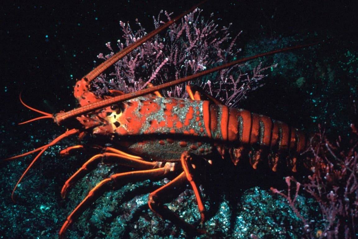 Spiny and Slipper Lobsters