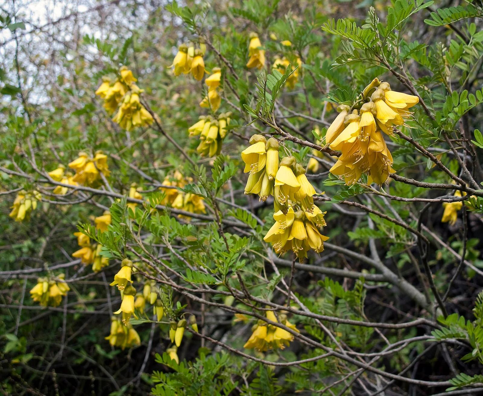 Lord Howe kowhai