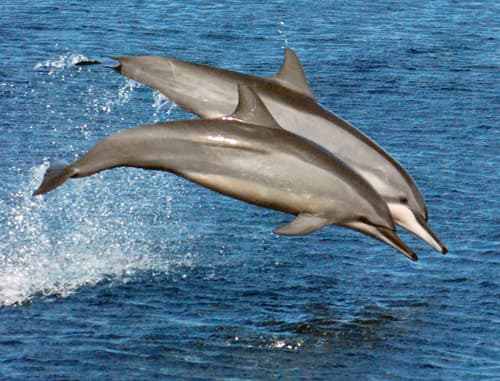 Spinner Dolphin