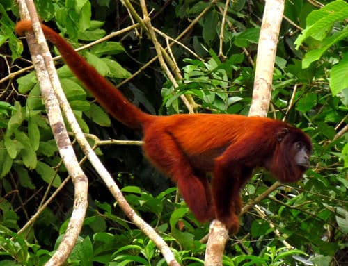 Colombian Red Howler Monkey