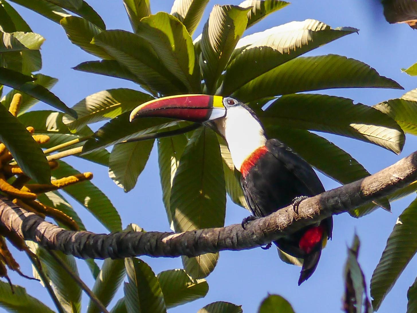 Toucans