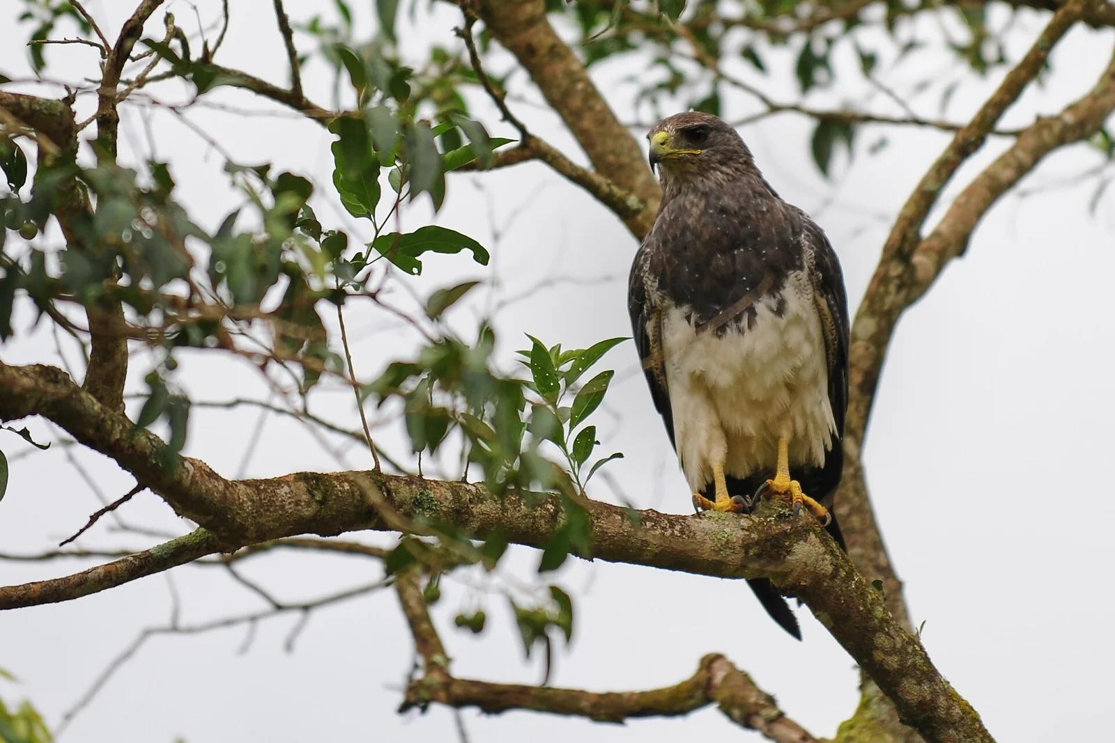 Black-chested Buzzard-Eagle