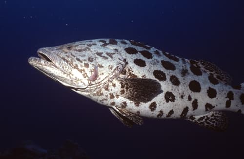 Potato Rockcod