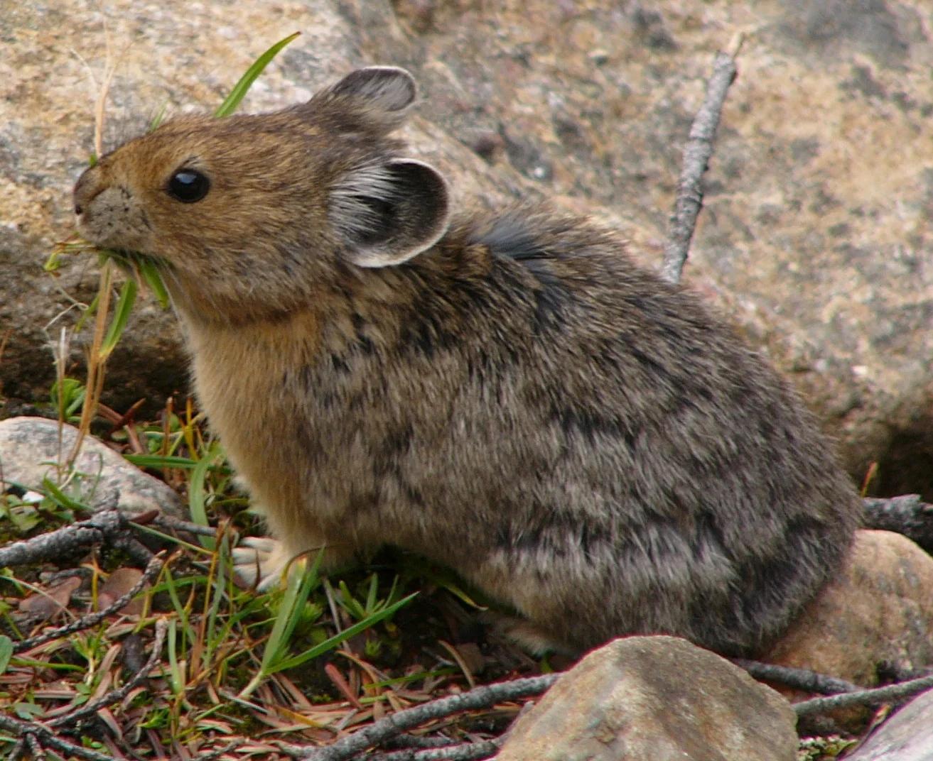 Gray-headed Pika