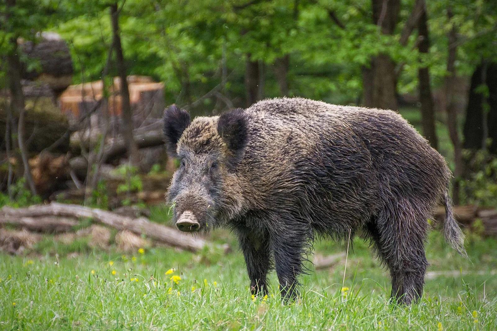 Eurasian Wild Pig