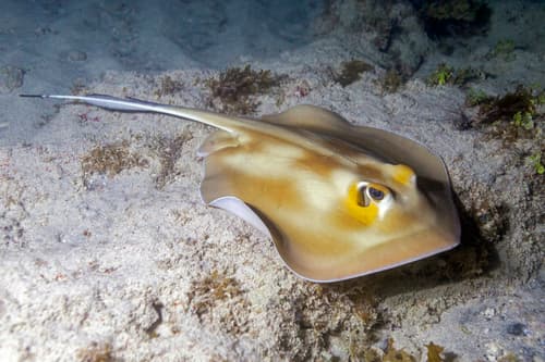 Whiptail Stingrays