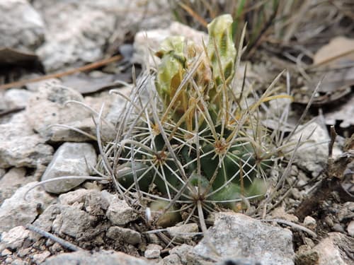 Tobusch Fishhook Cactus