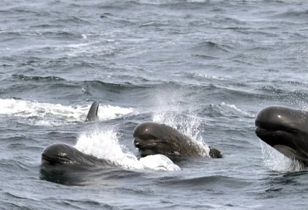 Pilot Whales