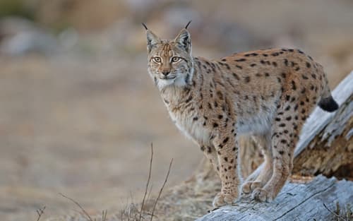 Eurasian Lynx