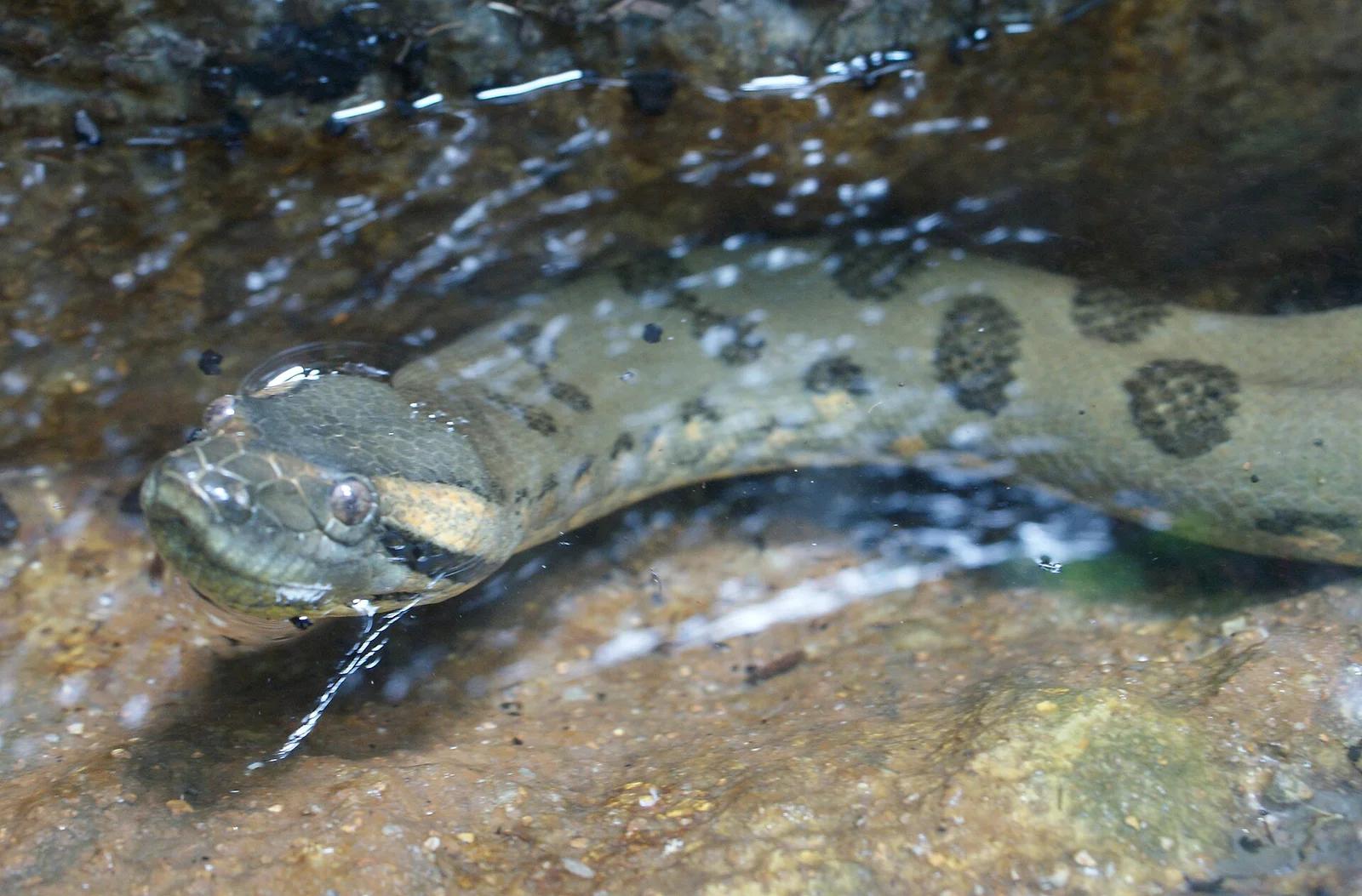 Green Anaconda