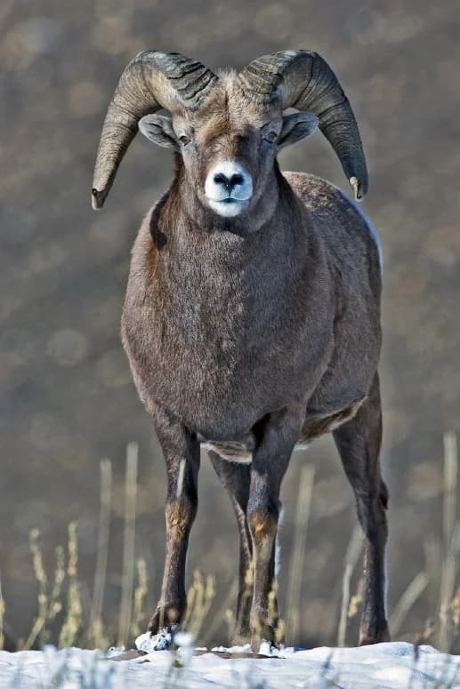 Bighorn Sheep