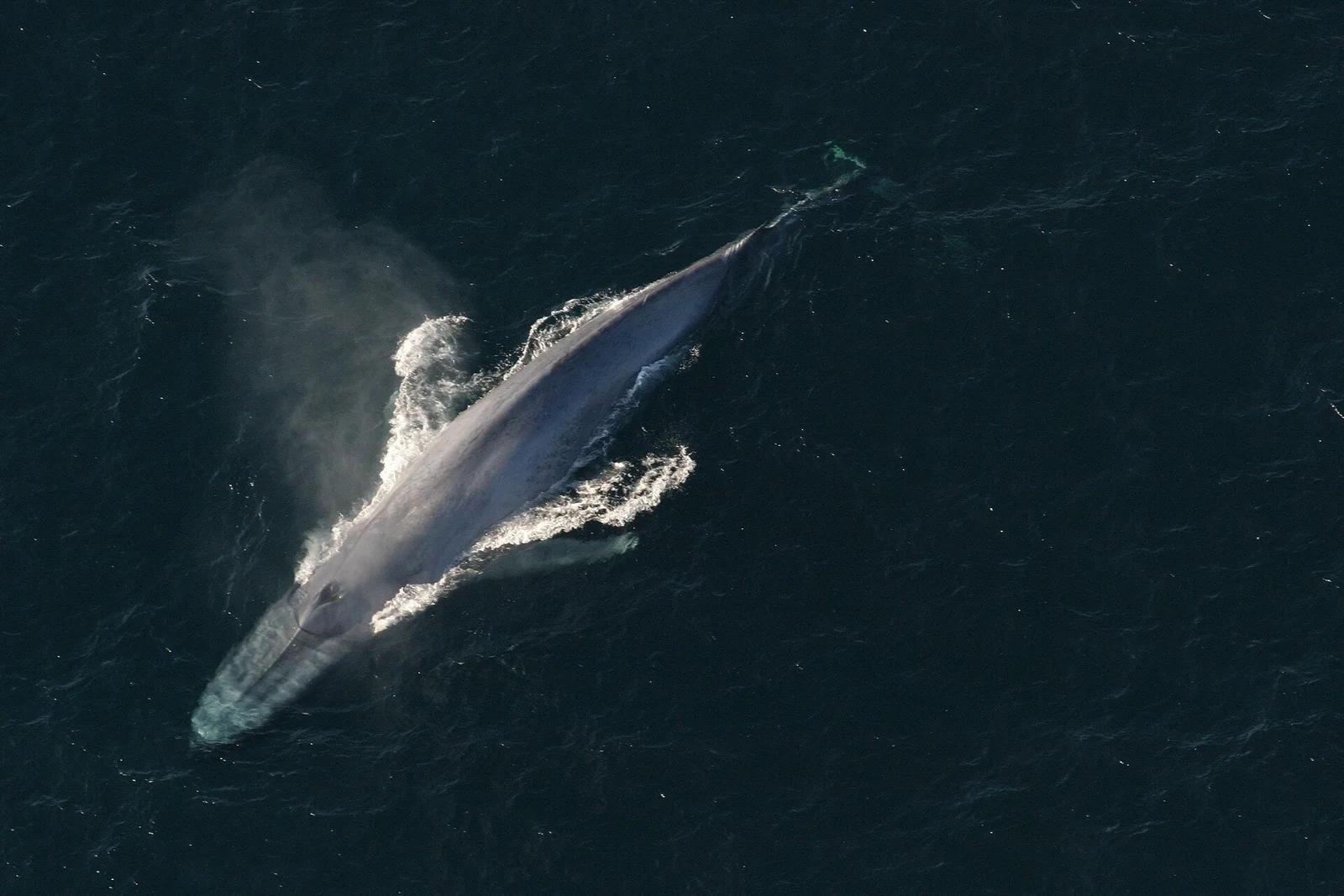 Northern Indian Blue Whale