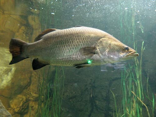 Barramundi