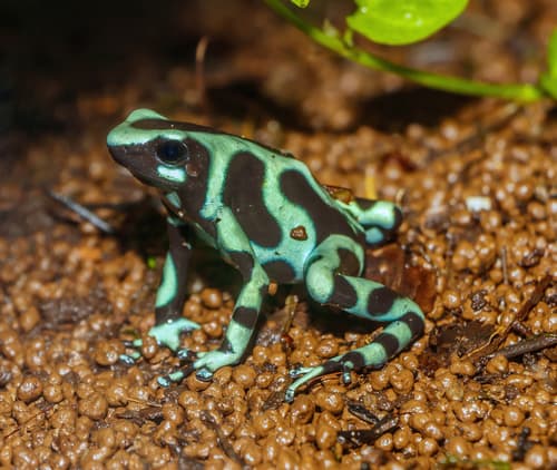 Poison Dart Frogs
