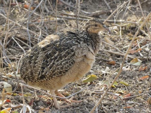 Andean Tinamou