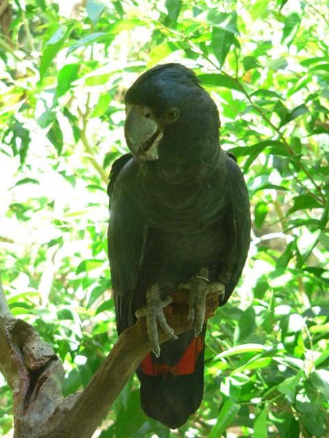 Red-tailed and Glossy Black Cockatoos