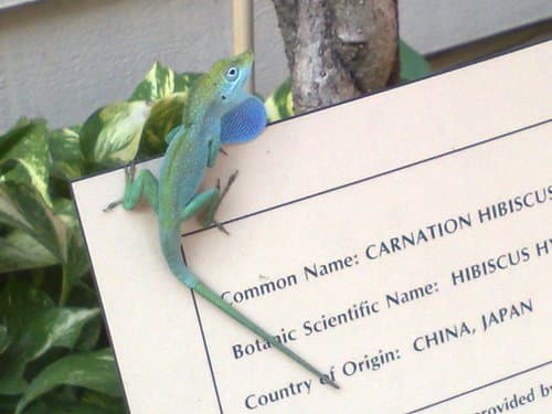 Grand Cayman Anole