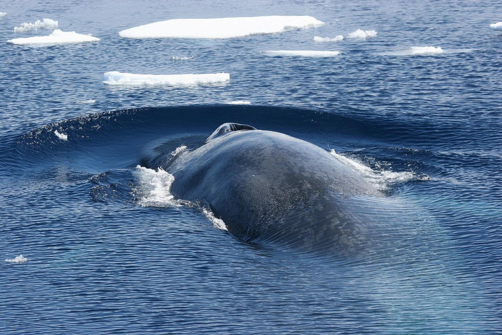 Antarctic Blue Whale
