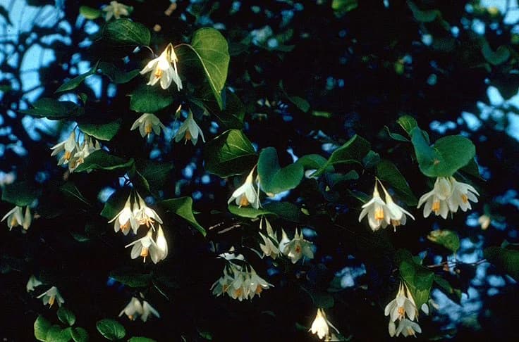 Texas Snowbells