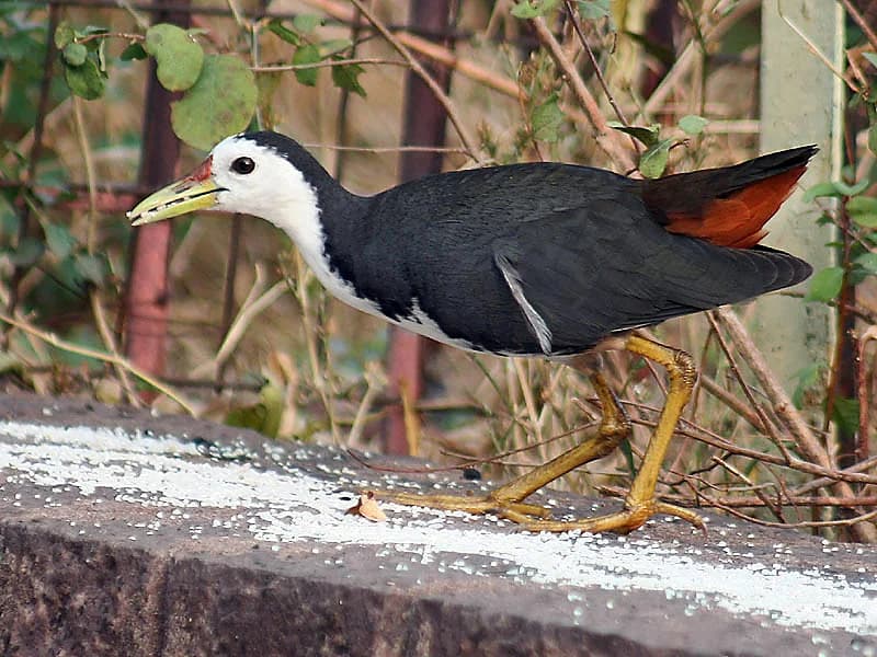 White-breasted Waterhen