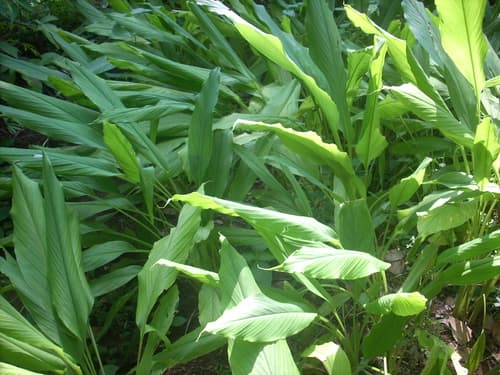 Turmeric