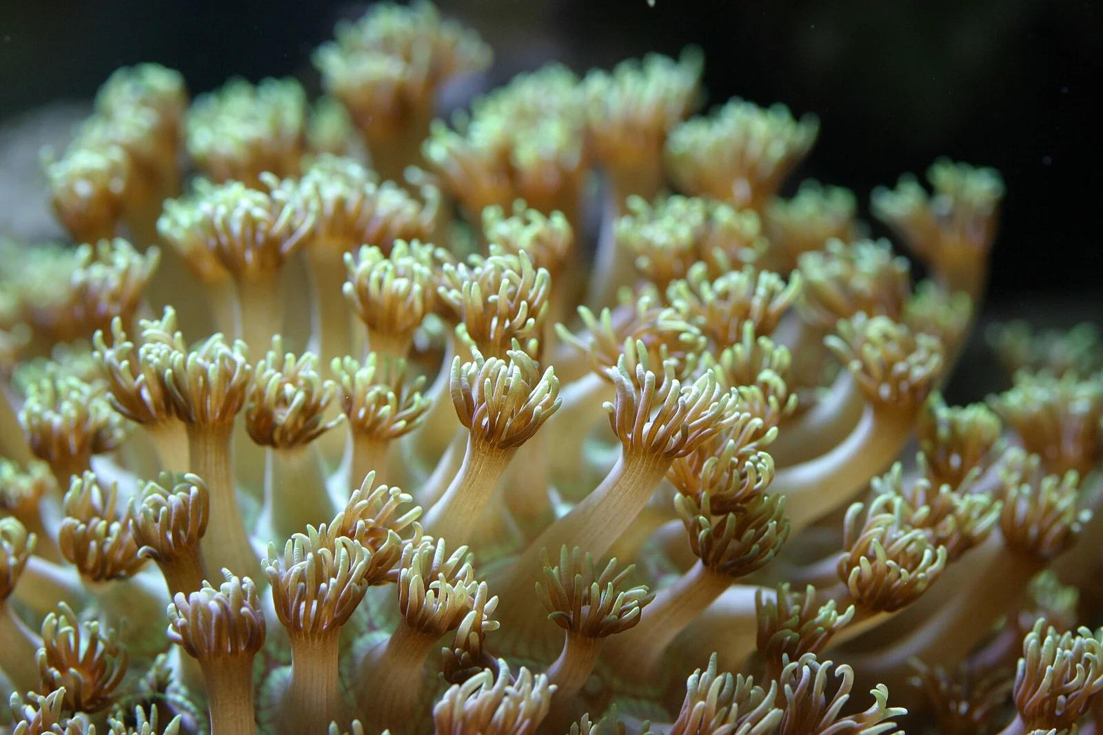 Flowerpot Corals