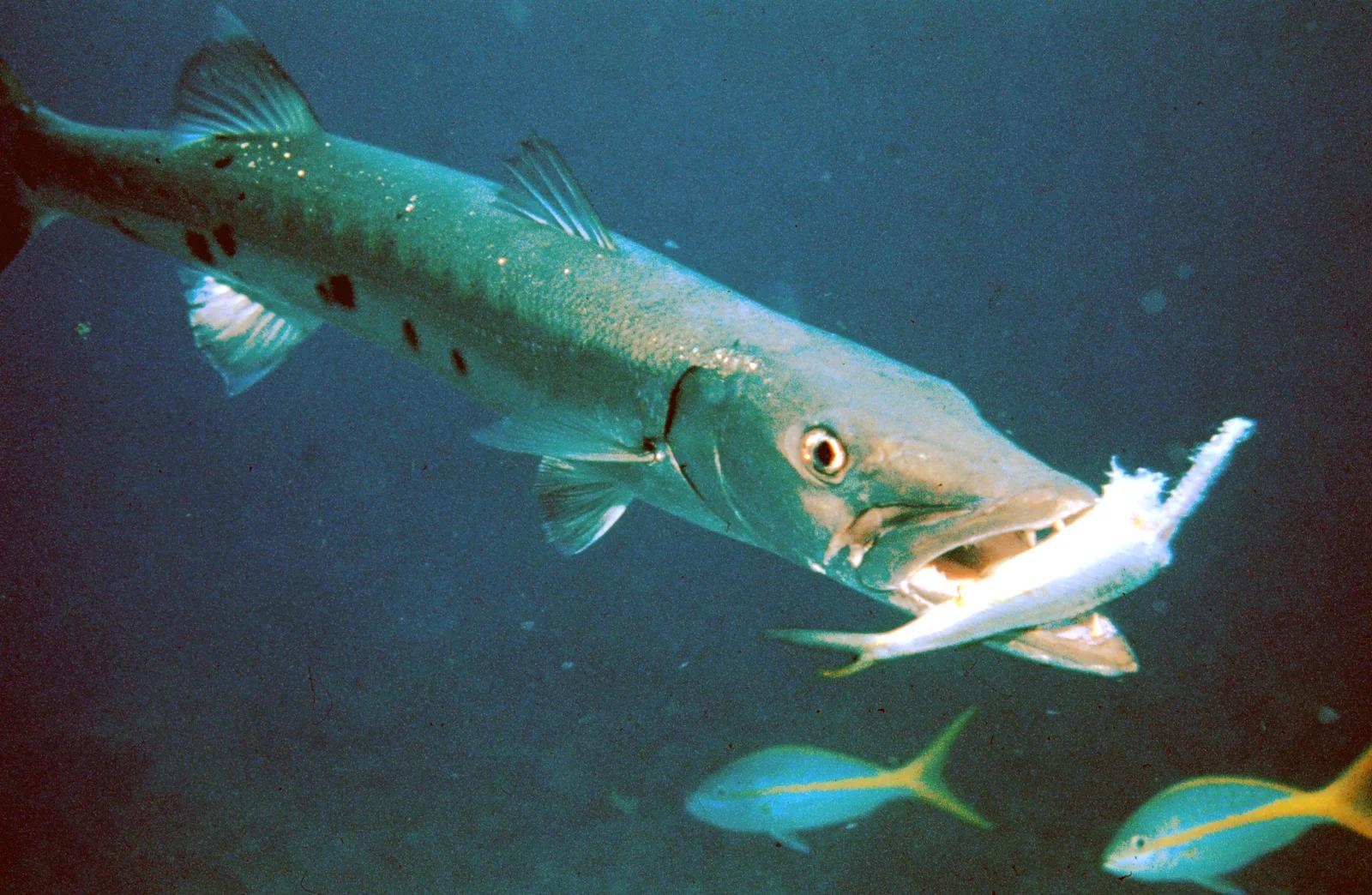 Barracudas