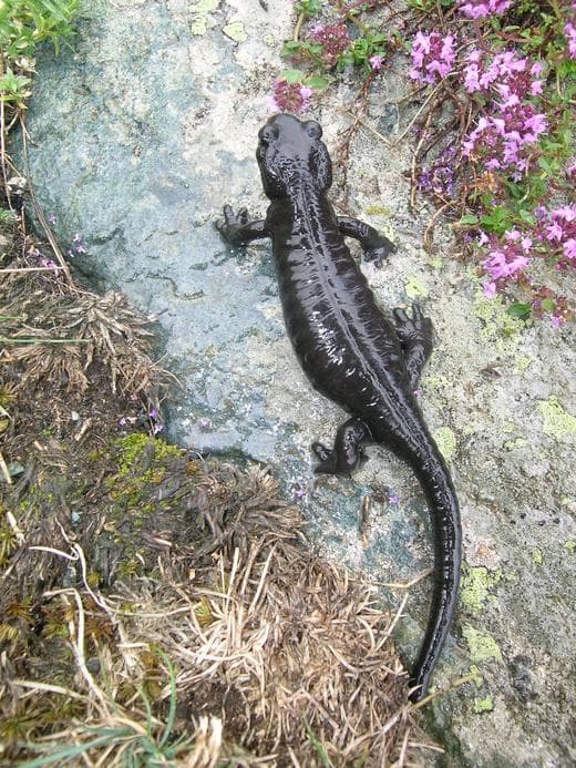Lanza's Alpine Salamander