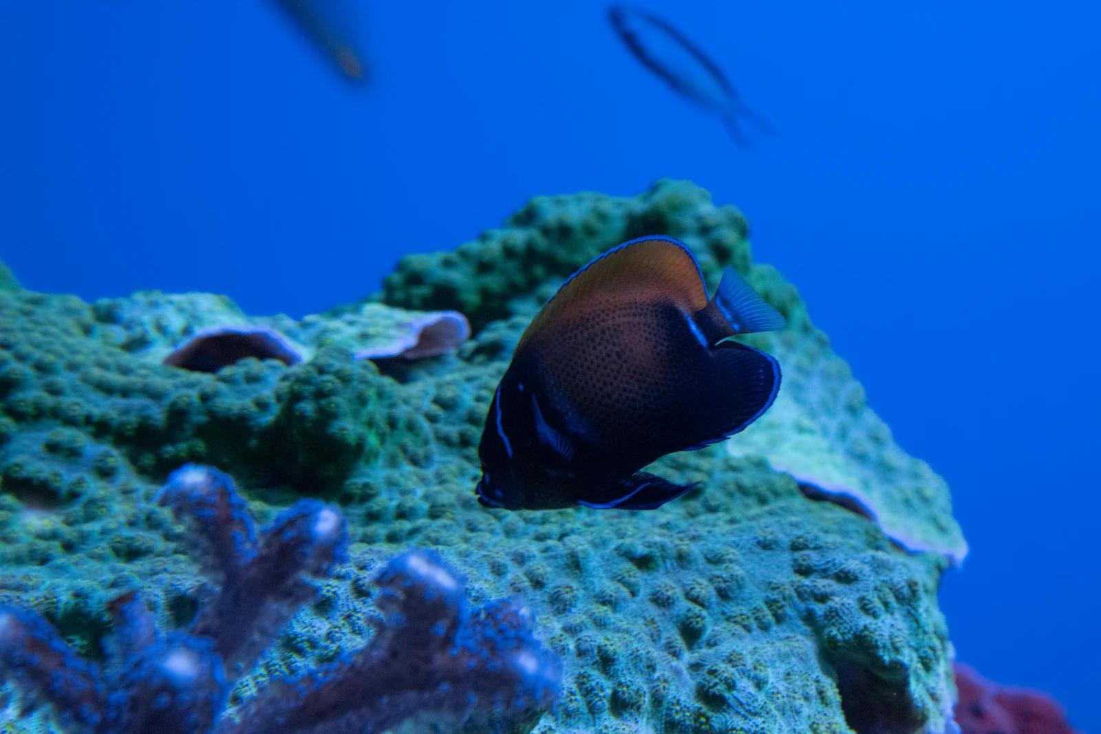 Bluegirdle Angelfish