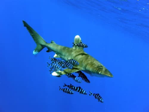 Oceanic Whitetip Shark
