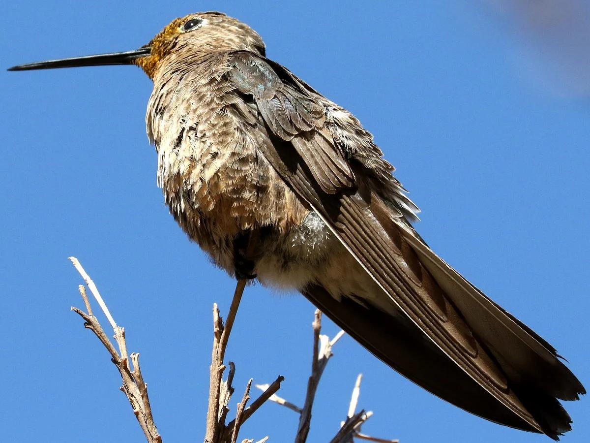 Giant Hummingbird