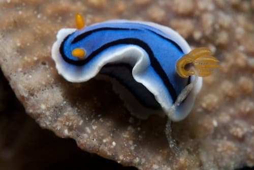 Loch's Chromodoris