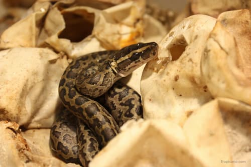 African Rock Python