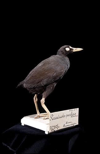 Samoan Moorhen