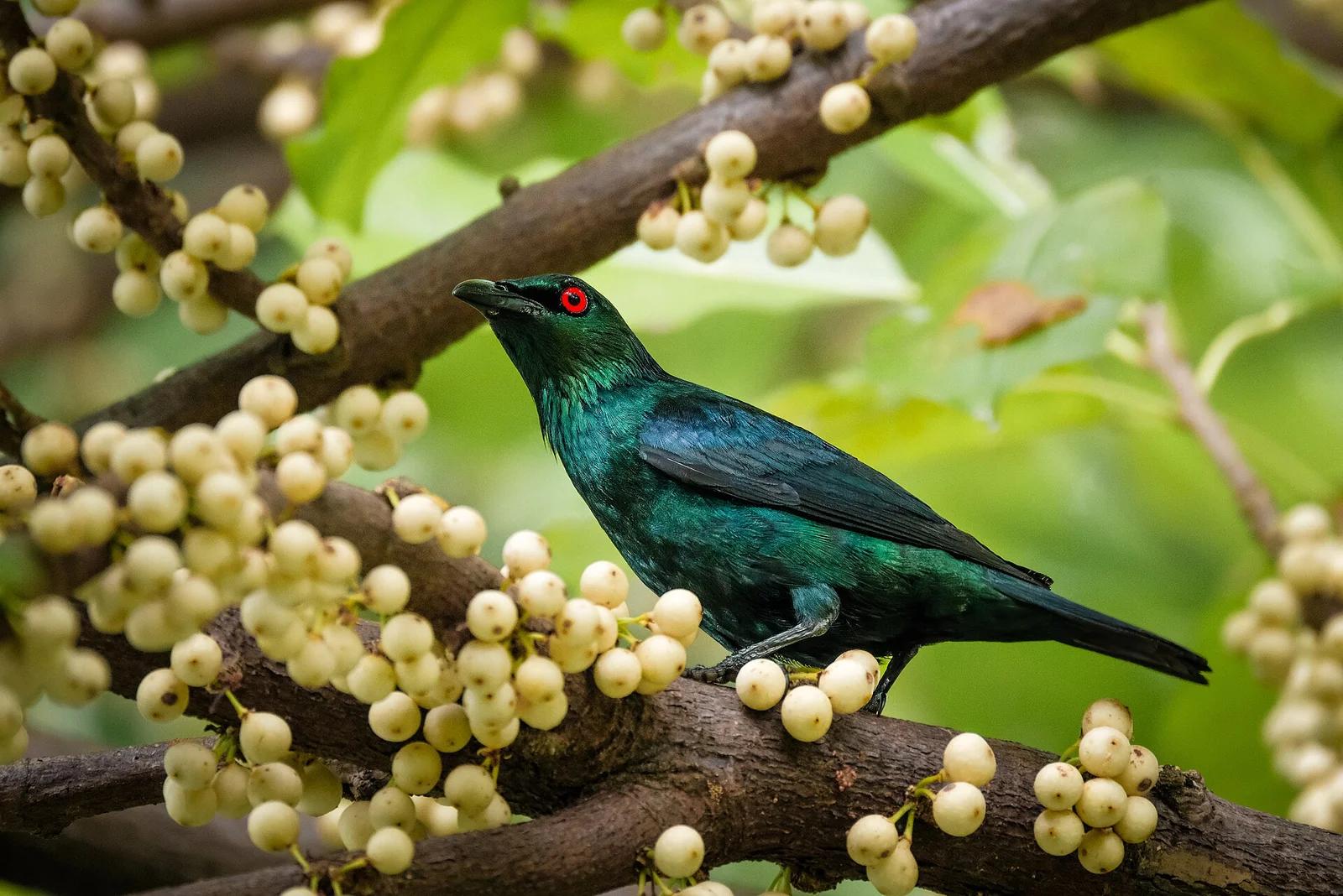 Asian Glossy Starling (Bali)