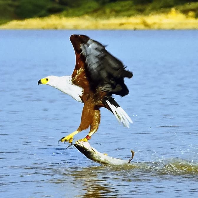 African Fish-Eagle