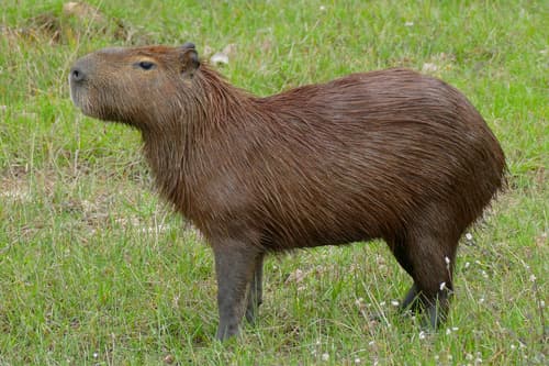 Capybara