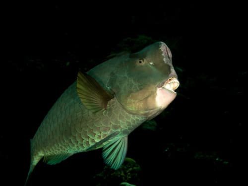 Bumphead Parrotfish