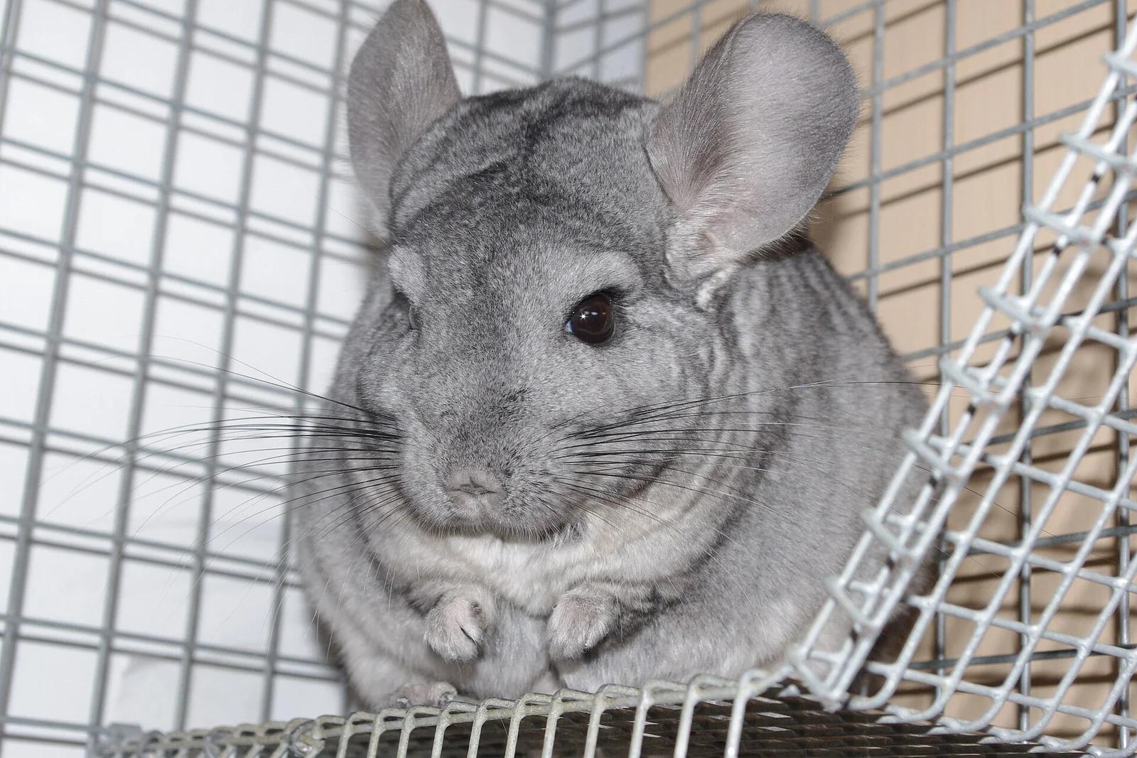 Short-tailed Chinchilla