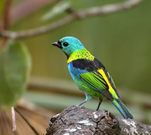 Green-headed Tanager