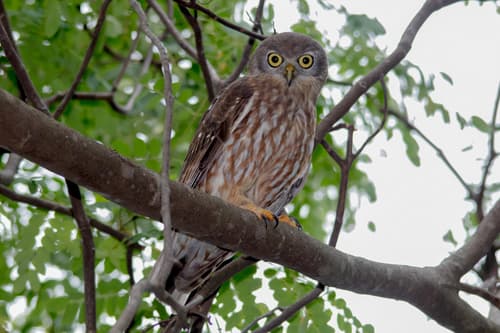 Barking Owl