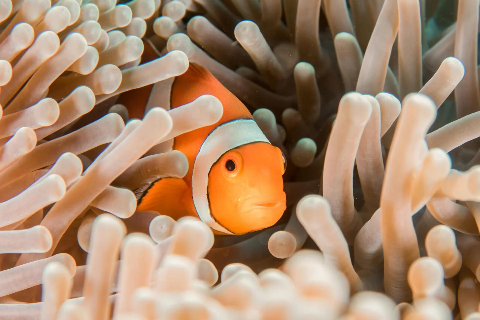 Anemonefishes