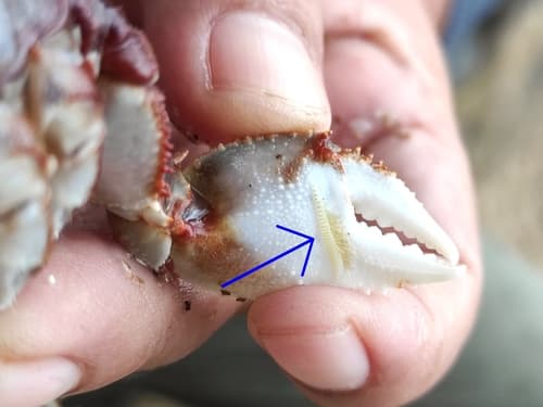 Horned Ghost Crab